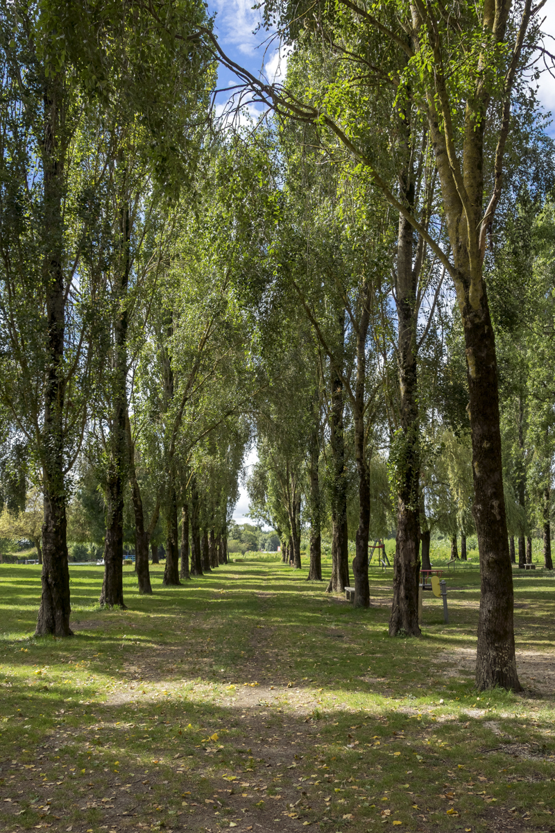 Allée d'arbres du communal de Chaniers (17)