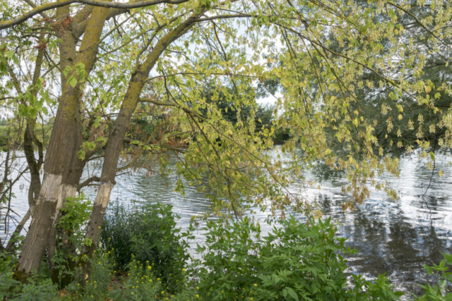 Bords de Charente à Chaniers (17)