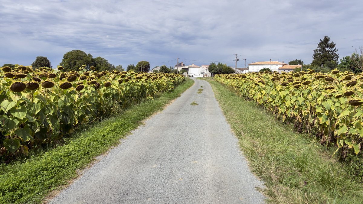 Itinéraire de randonnée à Chaniers (17)