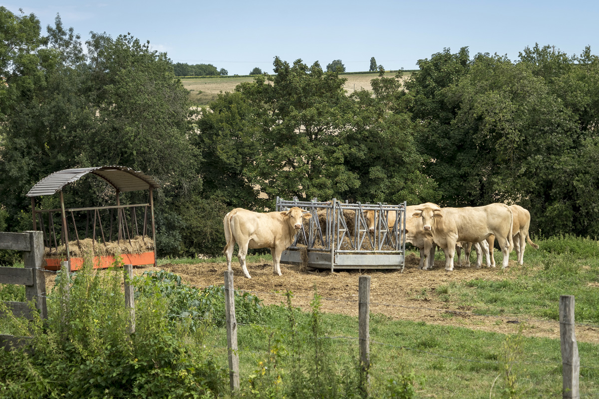 Itinéraire de randonnée à Chaniers (17)