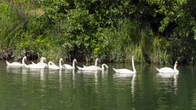 Cygnes dans la Charente (17)